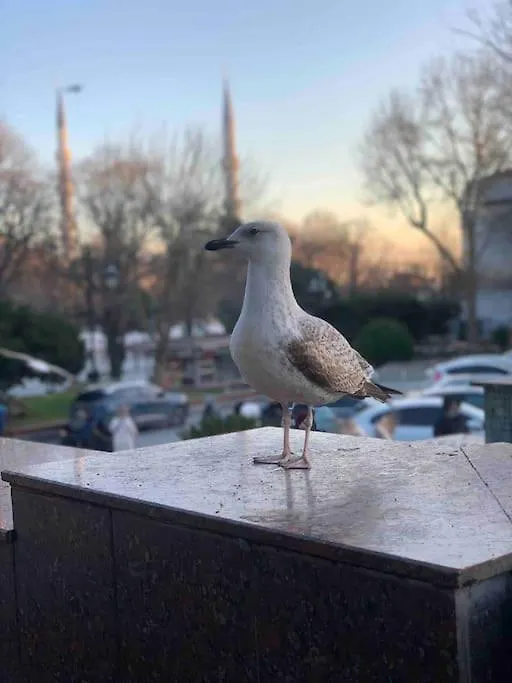Cozy Place In Heart Of Taksim イスタンブール